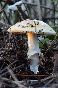 Amanita gemmata image