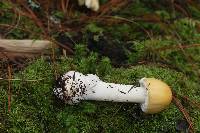 Amanita gemmata image