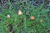 Conocybe tenera image