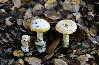 Amanita velosa image