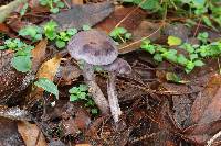 Cortinarius anomalus image