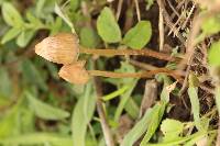 Psilocybe mexicana image