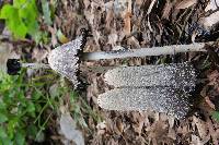 Coprinus comatus image