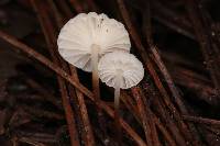 Marasmius rotula image