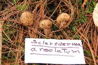 Scleroderma areolatum image