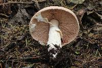 Agaricus subrutilescens image