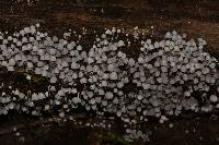 Coprinellus disseminatus image