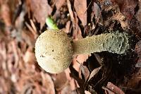 Amanita pelioma image