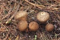 Lycoperdon umbrinum image