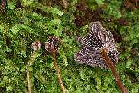 Psilocybe neoxalapensis image