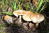 Amanita velosa image