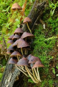 Psilocybe zapotecorum image