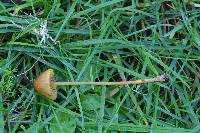 Conocybe tenera image