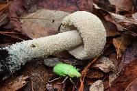 Amanita pelioma image