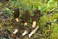 Morchella brunnea image