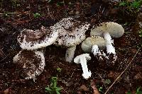 Amanita tuza image