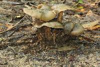 Psilocybe caerulescens image