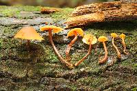 Gymnopilus picreus image