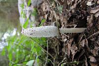 Coprinus comatus image