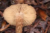 Inocybe calamistrata image