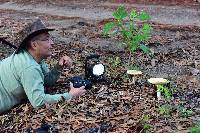 Amanita basii image