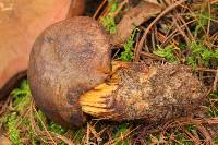 Boletus subvelutipes image