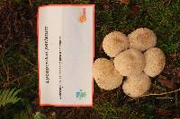 Lycoperdon perlatum image