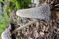 Coprinus comatus image