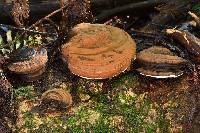 Ganoderma applanatum image