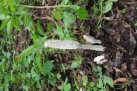 Coprinus comatus image