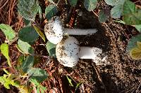 Amanita bisporigera image