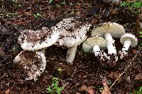 Amanita tuza image