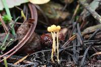 Ophiocordyceps sphecocephala image