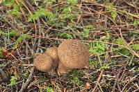 Lycoperdon umbrinum image