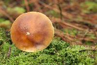 Amanita flavorubens image