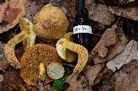 Suillus tomentosus image