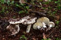 Amanita tuza image