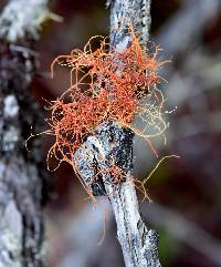 Usnea rubicunda image