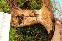 Russula dissimulans image