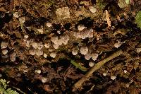 Coprinellus disseminatus image