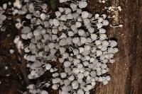 Coprinellus disseminatus image