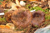 Russula dissimulans image