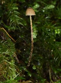 Psilocybe neoxalapensis image