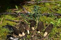 Morchella brunnea image