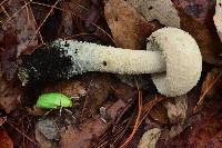 Amanita pelioma image