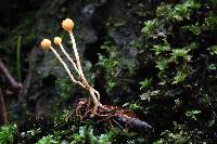 Ophiocordyceps sphecocephala image