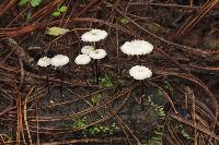 Marasmius rotula image