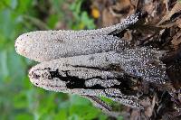 Coprinus comatus image