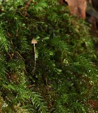 Psilocybe neoxalapensis image