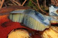 Boletus subvelutipes image